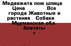 Медвежата пом шпица › Цена ­ 40 000 - Все города Животные и растения » Собаки   . Мурманская обл.,Апатиты г.